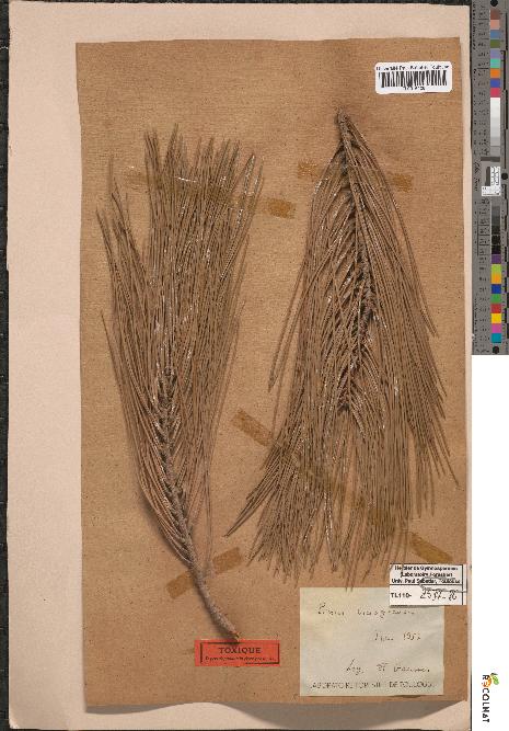 spécimen de Pinus mesogeensis