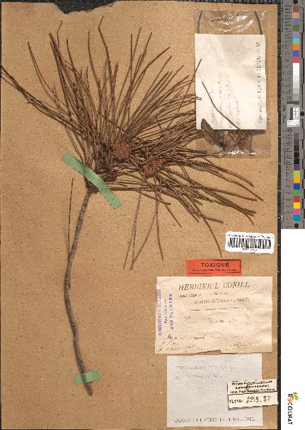 spécimen de Pinus mesogeensis