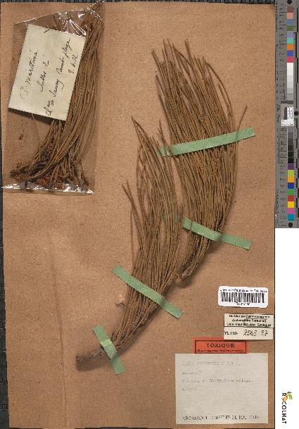 spécimen de Pinus mesogeensis