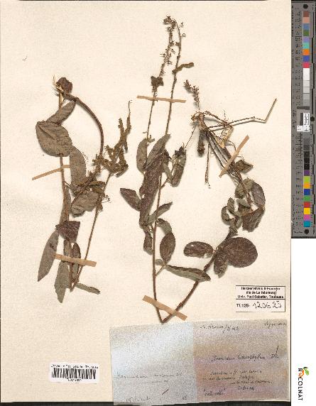 spécimen de Desmodium sp.