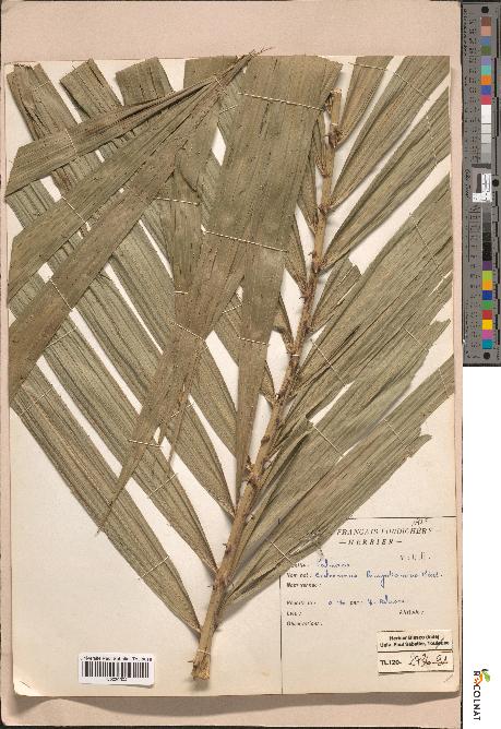 spécimen de Calamus sp.