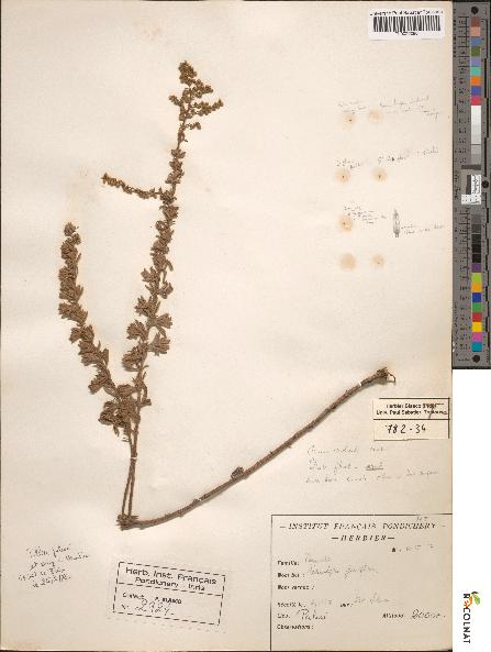 spécimen de Artemisia parviflora