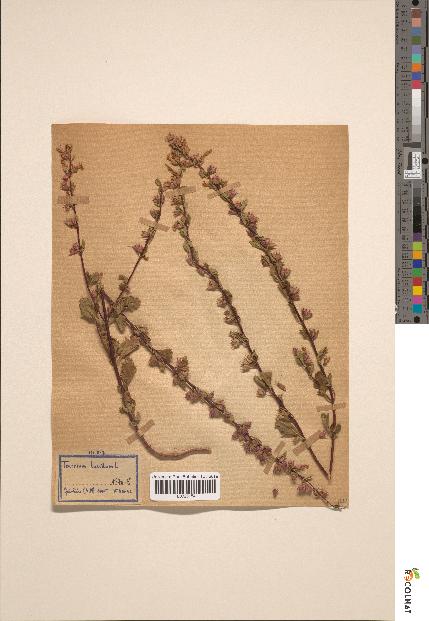 spécimen de Teucrium lucidum