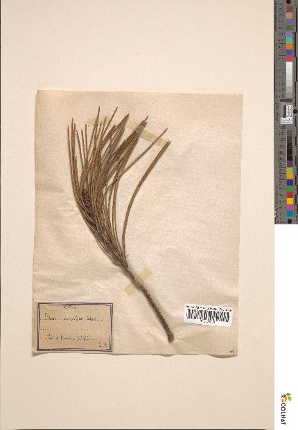 spécimen de Pinus pinaster