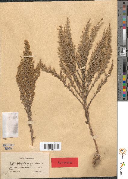 spécimen de Artemisia gallica