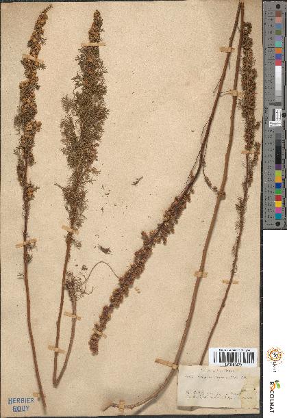 spécimen de Artemisia chamaemelifolia