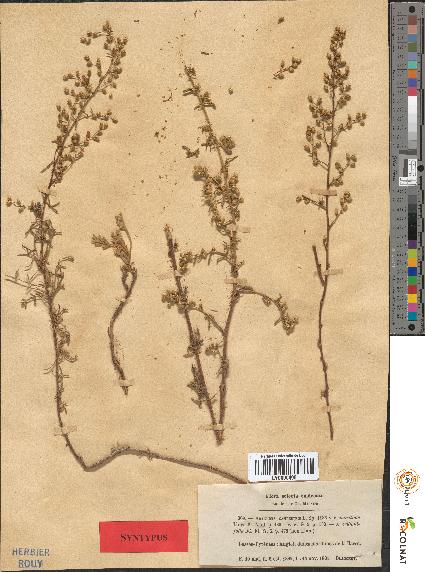 spécimen de Artemisia crithmifolia