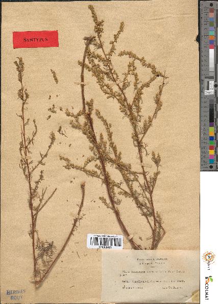 spécimen de Artemisia campestris
