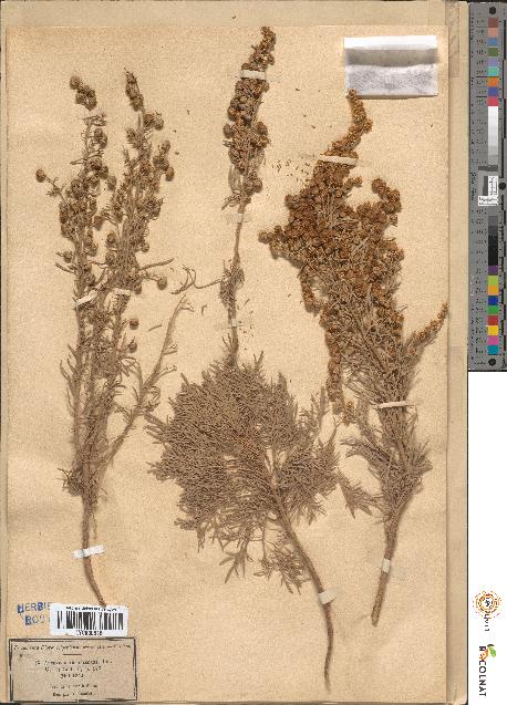 spécimen de Artemisia arborescens