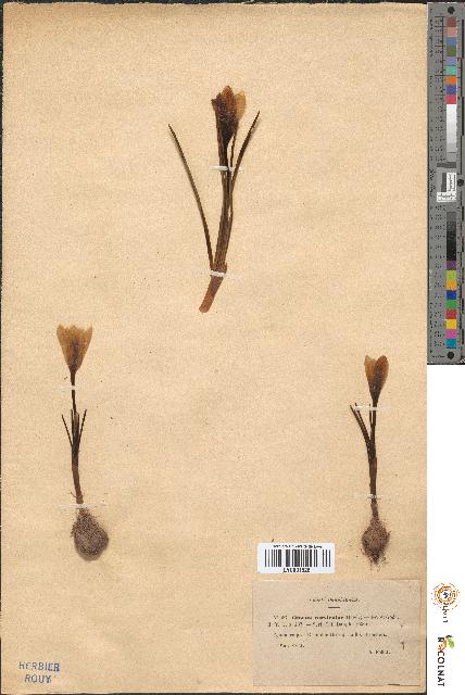 spécimen de Crocus versicolor