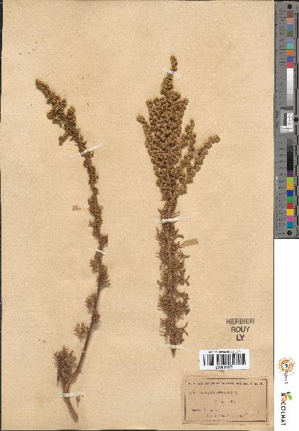 spécimen de Artemisia crithmifolia