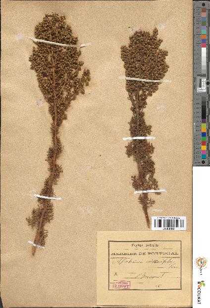 spécimen de Artemisia crithmifolia