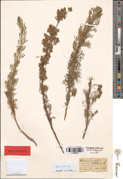 spécimen de Artemisia sp.