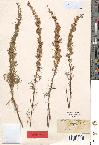 spécimen de Artemisia sp.