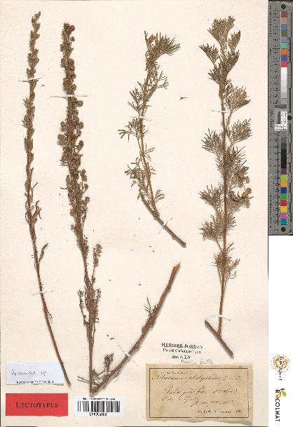 spécimen de Artemisia sp.