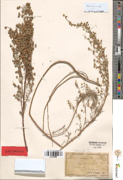 spécimen de Artemisia sp.