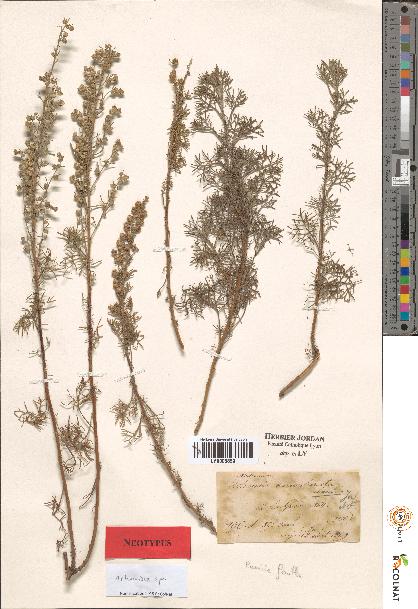 spécimen de Artemisia sp.