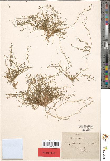 spécimen de Hutchinsia sp.