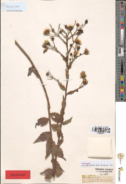 spécimen de Hieracium sp.