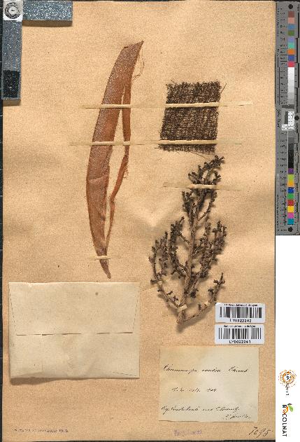 spécimen de Chamaerops excelsa