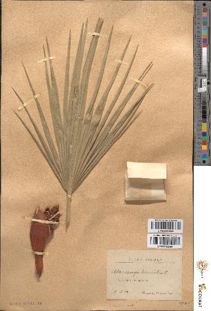 spécimen de Chamaerops humilis