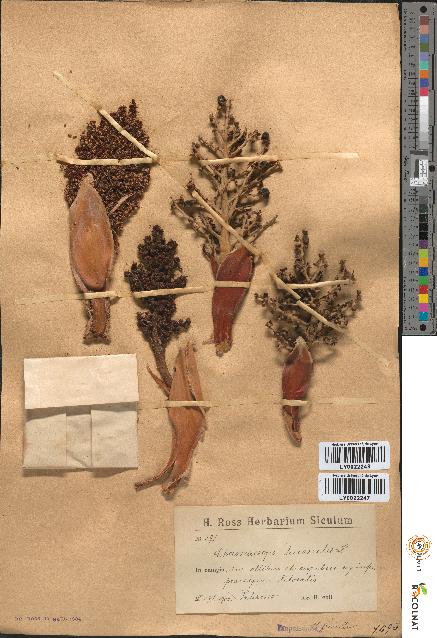 spécimen de Chamaerops humilis