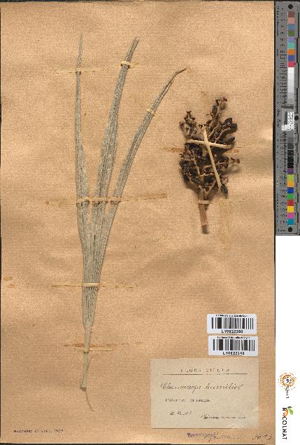 spécimen de Chamaerops humilis
