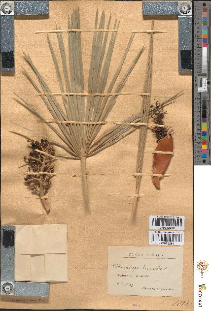 spécimen de Chamaerops humilis