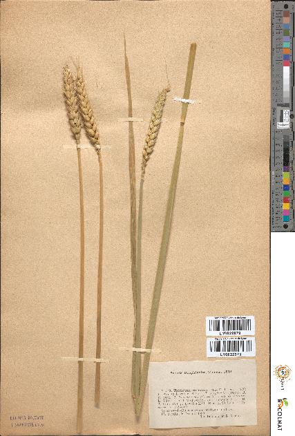 spécimen de Triticum sativum