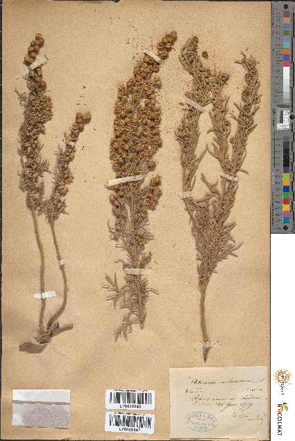 spécimen de Artemisia arborescens