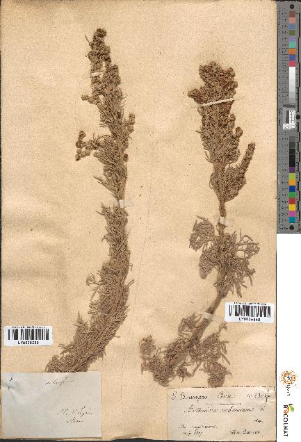 spécimen de Artemisia arborescens