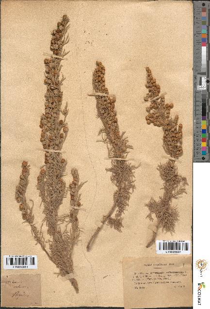 spécimen de Artemisia arborescens