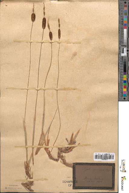 spécimen de Typha minima