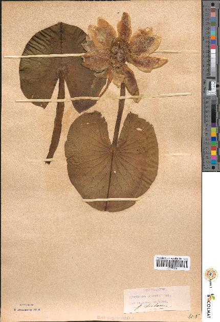 spécimen de Nymphaea odorata