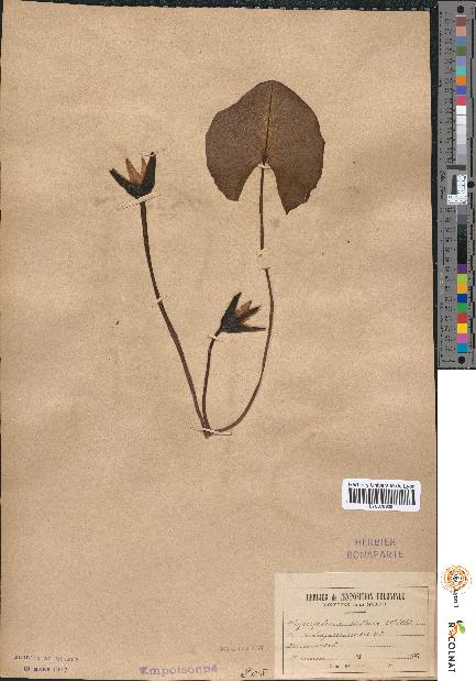 spécimen de Nymphaea stellata