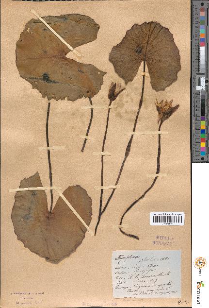 spécimen de Nymphaea stellata