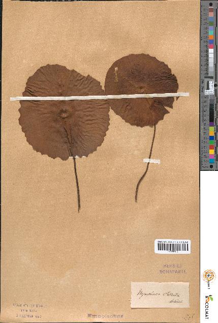 spécimen de Nymphaea stellata