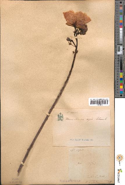 spécimen de Maximilianea regia