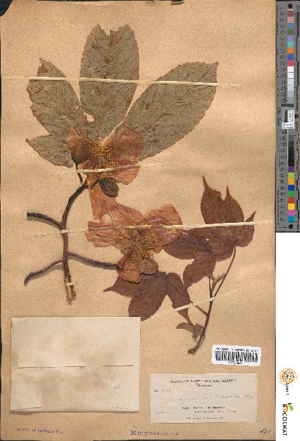 spécimen de Maximilianea hibiscodes