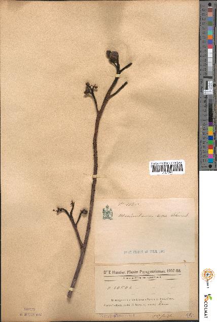 spécimen de Maximilianea regia