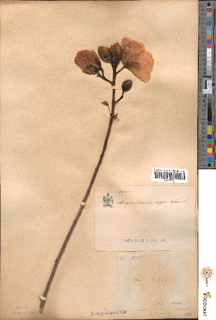 spécimen de Maximilianea regia