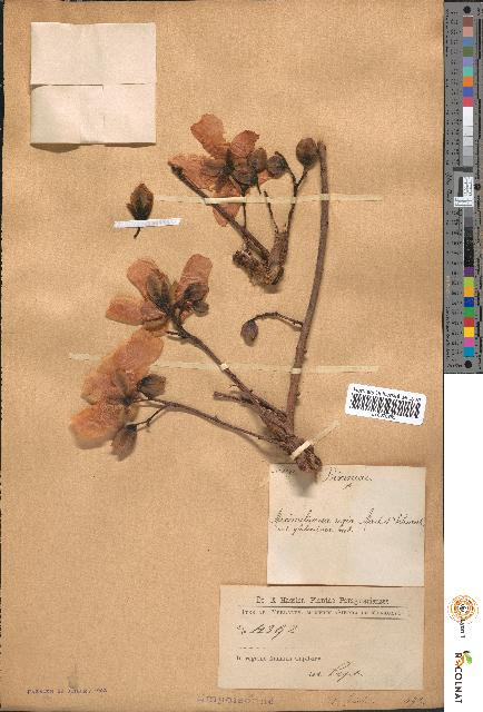spécimen de Maximilianea regia