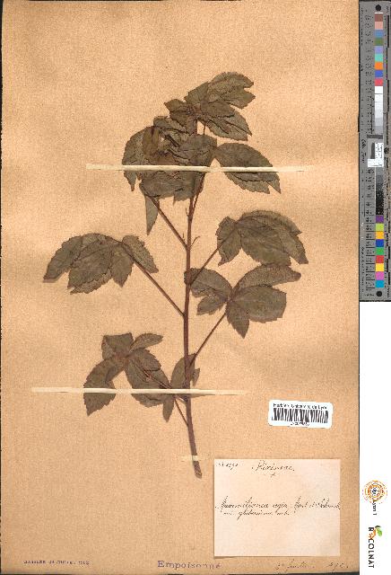 spécimen de Maximilianea regia