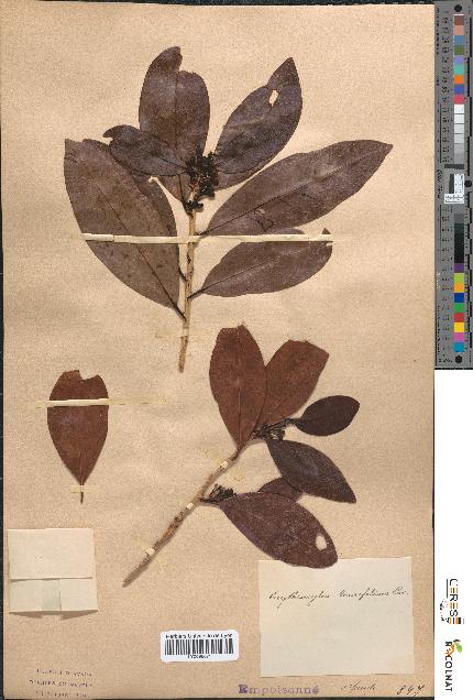 spécimen de Erythroxylum laurifolium