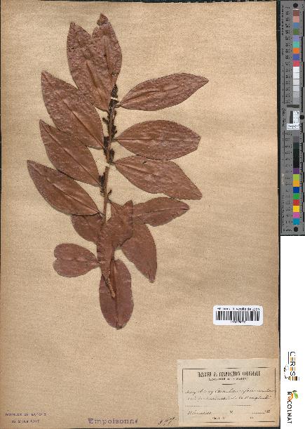 spécimen de Erythroxylum laurifolium