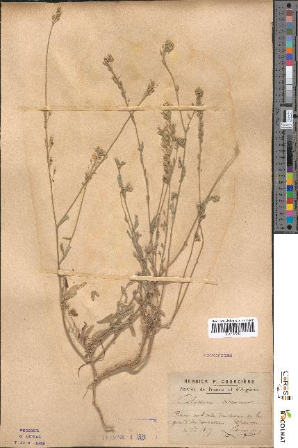 spécimen de Alyssum incanum