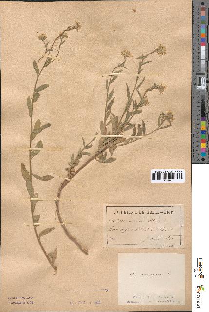 spécimen de Alyssum incanum
