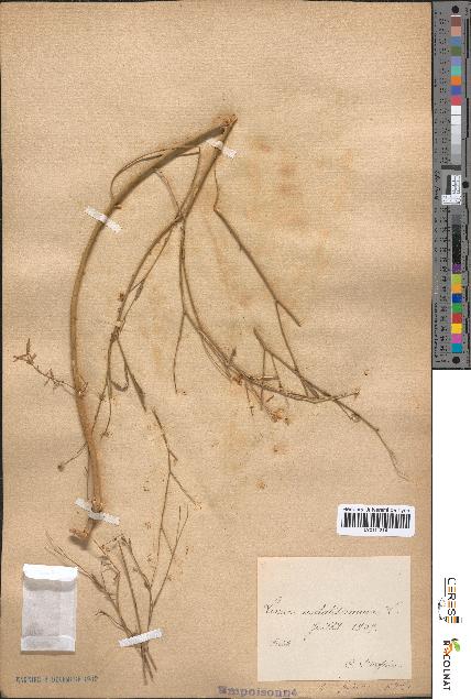 spécimen de Linum usitatissimum