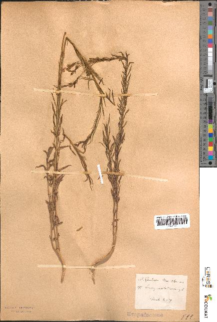 spécimen de Linum usitatissimum