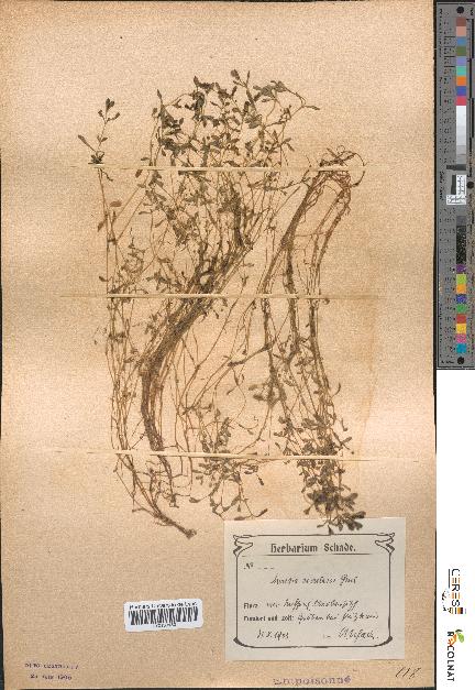 spécimen de Montia rivularis